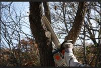 Tree Removal Brisbane North image 2