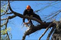 Tree Removal Brisbane North image 3