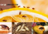 Ace Pest Control Brisbane image 2