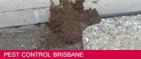 Bed Bug Control Service Brisbane image 7