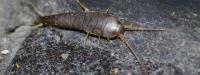 Master Pest Silverfish Control Melbourne image 1