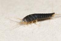 Master Pest Silverfish Control Melbourne image 2