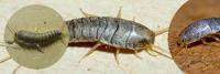 Master Pest Silverfish Control Melbourne image 4