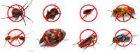 Master Pest Control Ballarat image 4