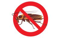 Local Pest Control Sunshine Coast image 3