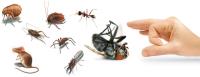 Local Pest Control Sunshine Coast image 5