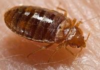 Ace Bed Bug Control Brisbane image 1