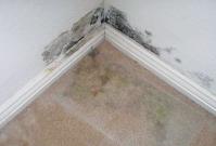 Carpet Cleaning Beenleigh image 3