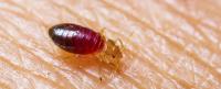 By Pest Bed Bug Control Brisbane image 4