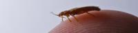 By Pest Bed Bug Control Brisbane image 6