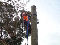 Complete Tree Experts Sydney image 1