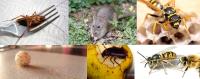 Pest Control Blacktown image 3