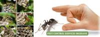 Local Pest Control Toowoomba image 4