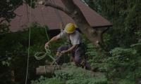 Gold Coast Tree Service image 1