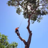 Arbor North Tree Services image 6