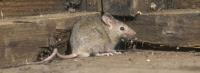 Marks Rodent Control Melbourne image 1