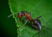 Ant Control Brisbane image 2