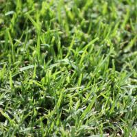 Buy Turf Online image 1