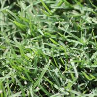 Buy Turf Online image 3