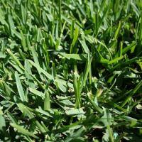 Buy Turf Online image 5