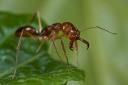  Professional Pest Control Brisbane logo