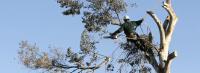 Tree lopping Gold Coast and Brisbane  image 8