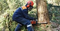 Tree lopping Gold Coast and Brisbane  image 6