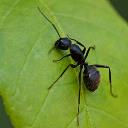 Pest Extermination Adelaide logo