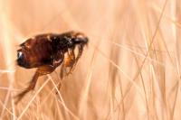 Pest Extermination Adelaide image 10