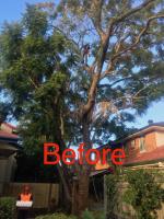 Advanced Arboriculture image 6