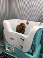 Bonny Dog Spa image 5