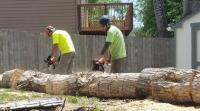 Tree Lopping Brisbane Northside image 2