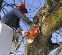 Tree Lopping Brisbane Northside image 4