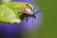 Pest Control Moorabbin image 5