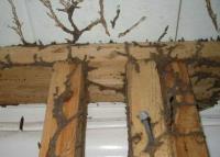 Termite Control Melbourne image 13