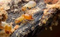 Termite Control Melbourne image 4