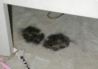 Carpet Cleaning Ipswich image 3