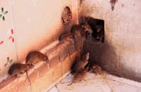 Redlands Pest Control image 3