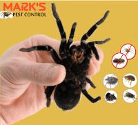 Pest Control Doveton image 4