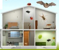 Pest Control Ipswich image 3