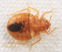 Bedbugs Control Sydney image 2