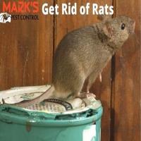 Rodent Control Brisbane image 2