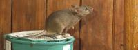 Rodent Control Brisbane image 4