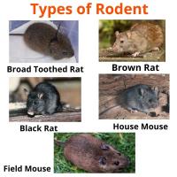 Rodent Control Brisbane image 10