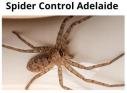 Spider Control Adelaide logo