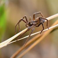 Spider Control Brisbane image 5