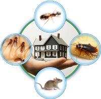 Pest control Keilor East image 2