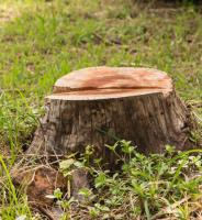 Perth Stump Grinding  image 2