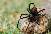 Pest Control Banksia Beach image 8