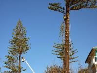 Kiwi Tree Lopping image 1